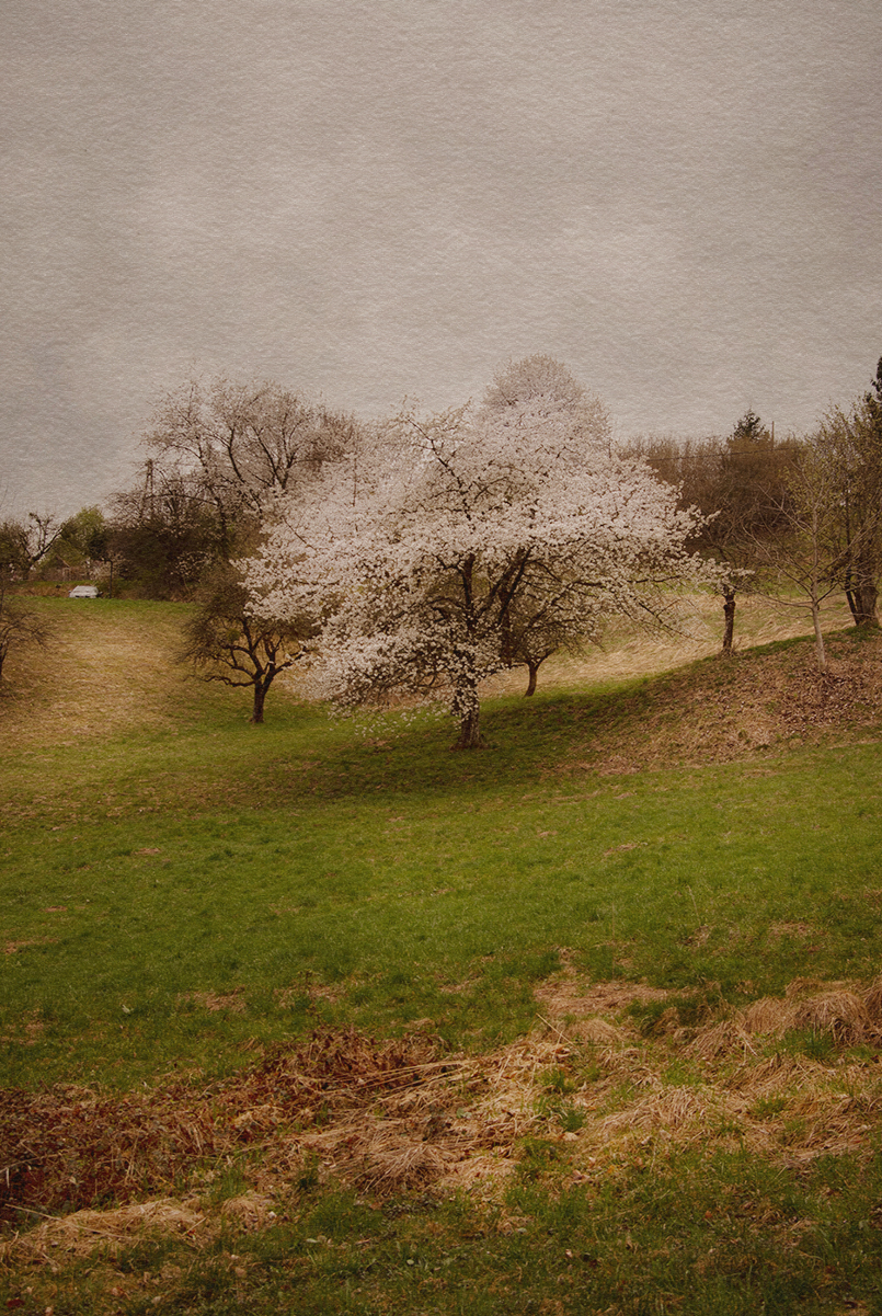 Garden and Trees, Trees, Säuleneiche, Quercus, summer